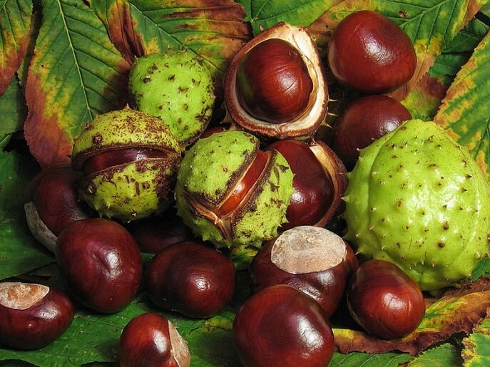 Horse chestnut for the preparation of infusion from VRV