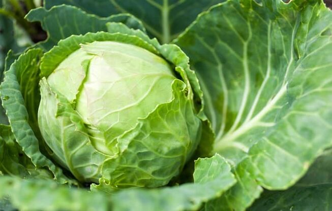 Cabbage is used for therapeutic compresses for varicose veins. 