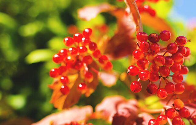 Vinegar berries help cure varicose veins